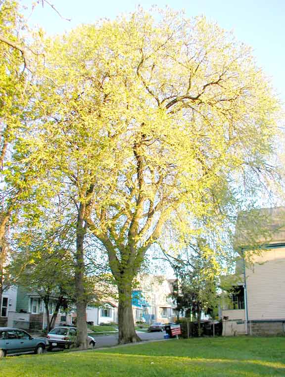 elm tree pictures. American Elm tree: There