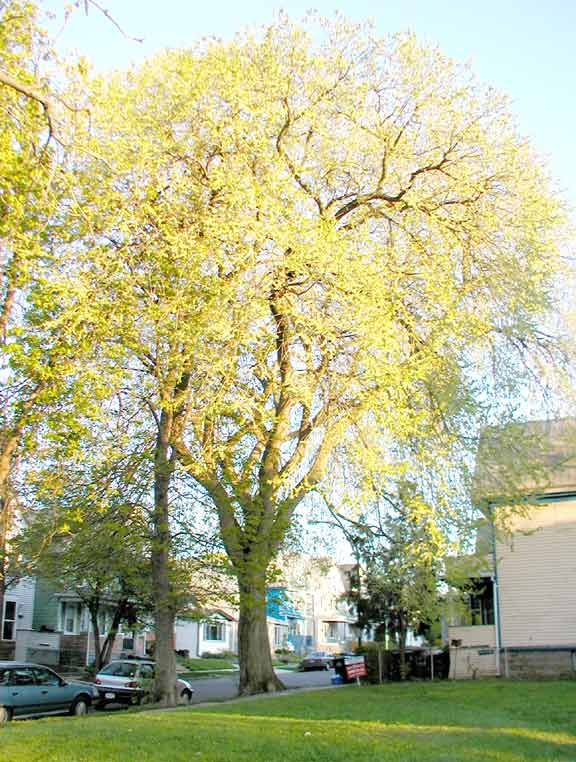 elm tree pics. American Elm tree: There